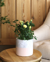 Yellow flowered rose plant